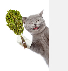 Peeping Cat in the hat of bath holding a birch broom. isolated on white background