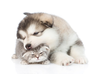 Puppy biting kitten. isolated on white background