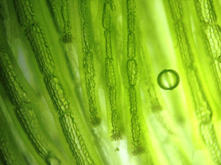zoom microorganism algae cell
