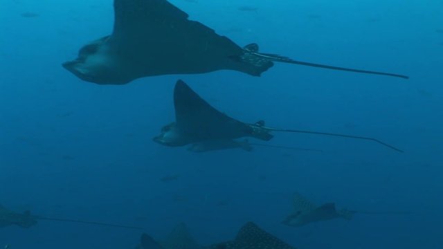 Eagle ray diving Underwater Video Galapagos islands Pacific Ocean