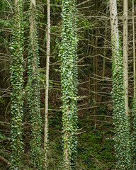 Trees covered in vine