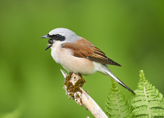 Red backed shrike perched