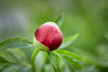 Red peony in closeup, bud