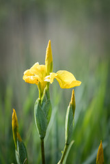 Iris Flags - Wild flowers