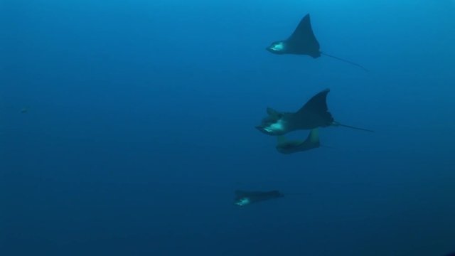 Eagle ray diving Underwater Video Galapagos islands Pacific Ocean