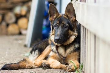 Puppy German Shepherd 5 months female