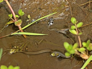 Junge Ringelnatter (Natrix natrix) im Bach
