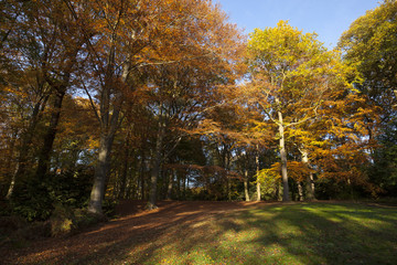 Herbstlandschaft im Rombergpark, Dortmund, Ruhrgebiet, Nordrhein-Westfalen, Deutschland, Europa