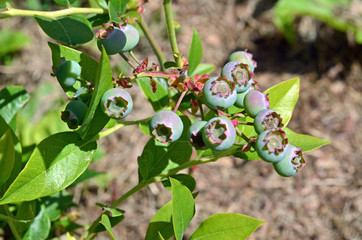 Heidelbeeren im Garten