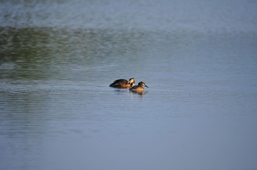 The sea bird
