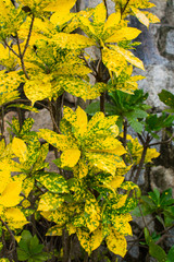 Flower dieffenbachia.