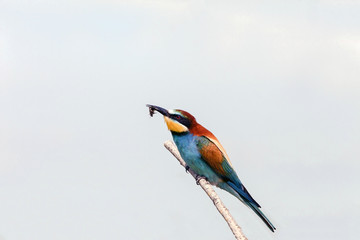 bee-eaters sitting on a branch