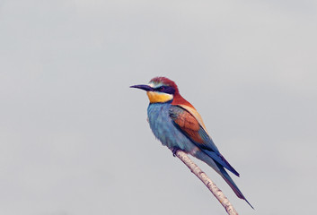 Obraz premium pszczoły siedzące na gałęzi