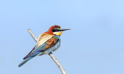 bee-eaters sitting on a branch