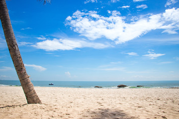 coconut tree with blue sky