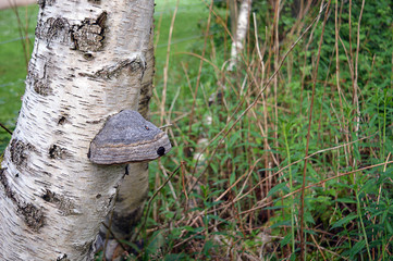 Hoof fungus (Fomes fomentarius) on silver birch (betula pendula), Royal Deeside, Scotland