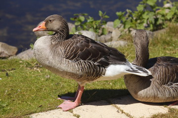 Gänse auf einer Uferböschung