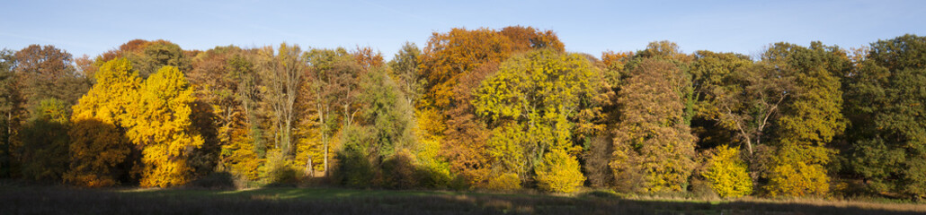Fototapeta premium Herbstlandschaft im Rombergpark, Dortmund, Ruhrgebiet, Nordrhein-Westfalen, Deutschland, Europa