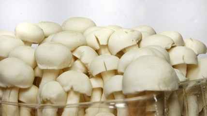 Fototapeta na wymiar White shimeji mushrooms