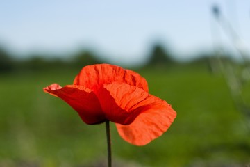 A single poppy in front of green field and blue sky on sunny summer day