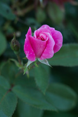 Pink rose