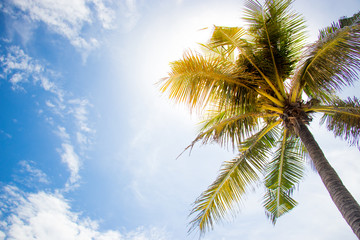 Fototapeta na wymiar coconut tree with blue sky