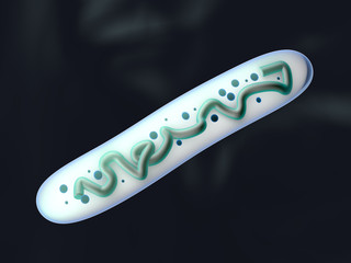 3D rendered Illustration of a Lactobacillus Bacteria
