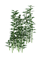 Naklejka premium 3D Rendering Urtica Dioica or Nettle on White