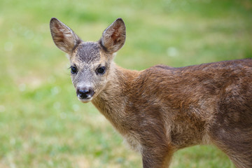 Portrait of Roe Deer Fawn, Capreolus capreolus. Young wild Roe Deer fawn, young wild animal.
