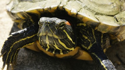 Obraz premium Red eared slider turtle