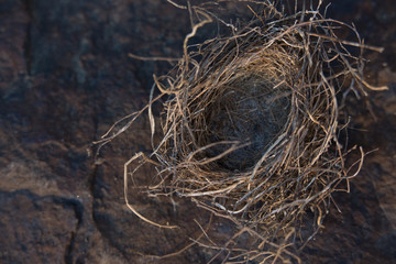 Bird nest