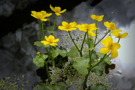 Fototapeta Wiosenne kwiaty