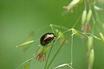  Brauner Blattkäfer (Chrysolina oricalcia)