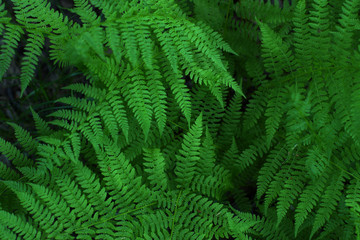 Fototapeta na wymiar Fern bush growing in the forest, beautiful leaf pattern
