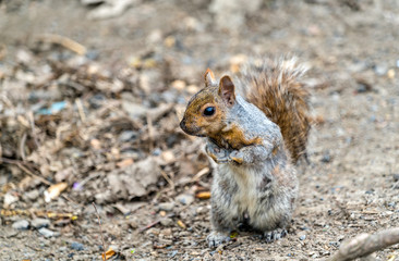 Eastern Gray Squirrel in Montreal - Quebec, Canada
