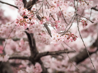 Beautiful Pink Sakura Flowers in Japan, Selective Focus with Place your text