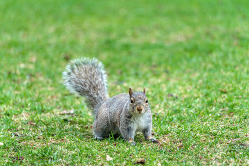 Eastern Gray Squirrel in Montreal - Quebec, Canada
