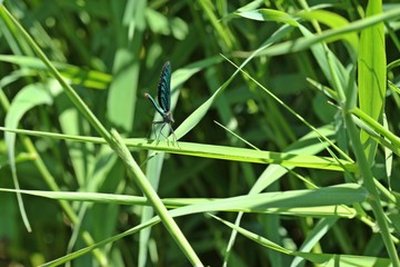 Männliche Blauflügel-Prachtlibelle (Calopteryx virgo) auf Schilfhalm
