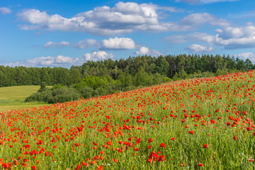 Fototapeta na wymiar Poppy field, Spring landscape