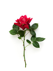 One red rose on white background. Vertical, top view