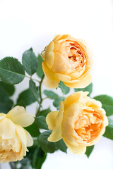 English garden yellow roses on a white background