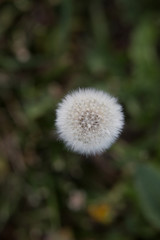 Dandelion