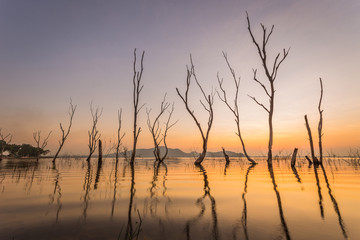 Obraz premium Dead tree by the lake with the beautiful evening sun.