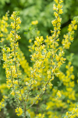 Obraz premium yellow acacia in blossom