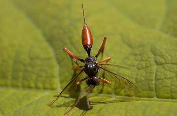 Detail of Dolichomitus dux in the garden 2