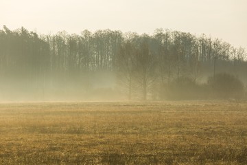 Morning meadow with fog at sunrise