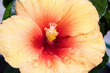 HIBISKUS  158 © thomasriess