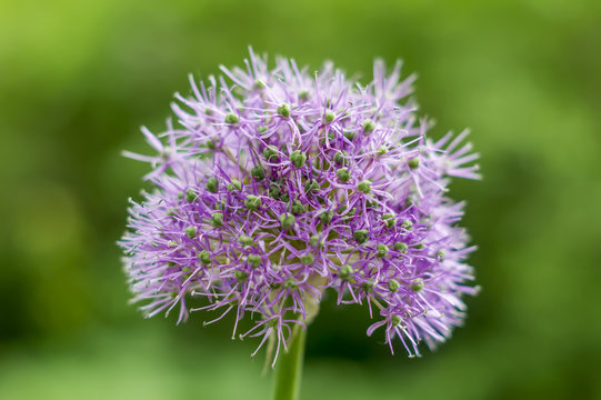 Purple ball Allium on green background