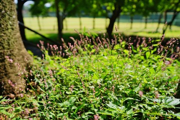 イヌタデの花