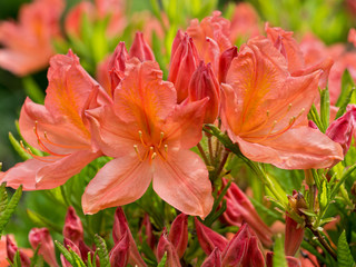 Rhododendron japonicum